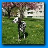 [zum Vergr��ern anklicken]